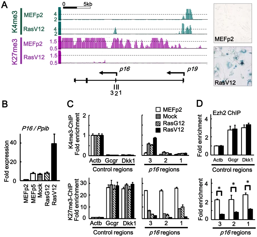 Epigenomic alteration of <i>Ink4a</i>-<i>Arf</i> locus.