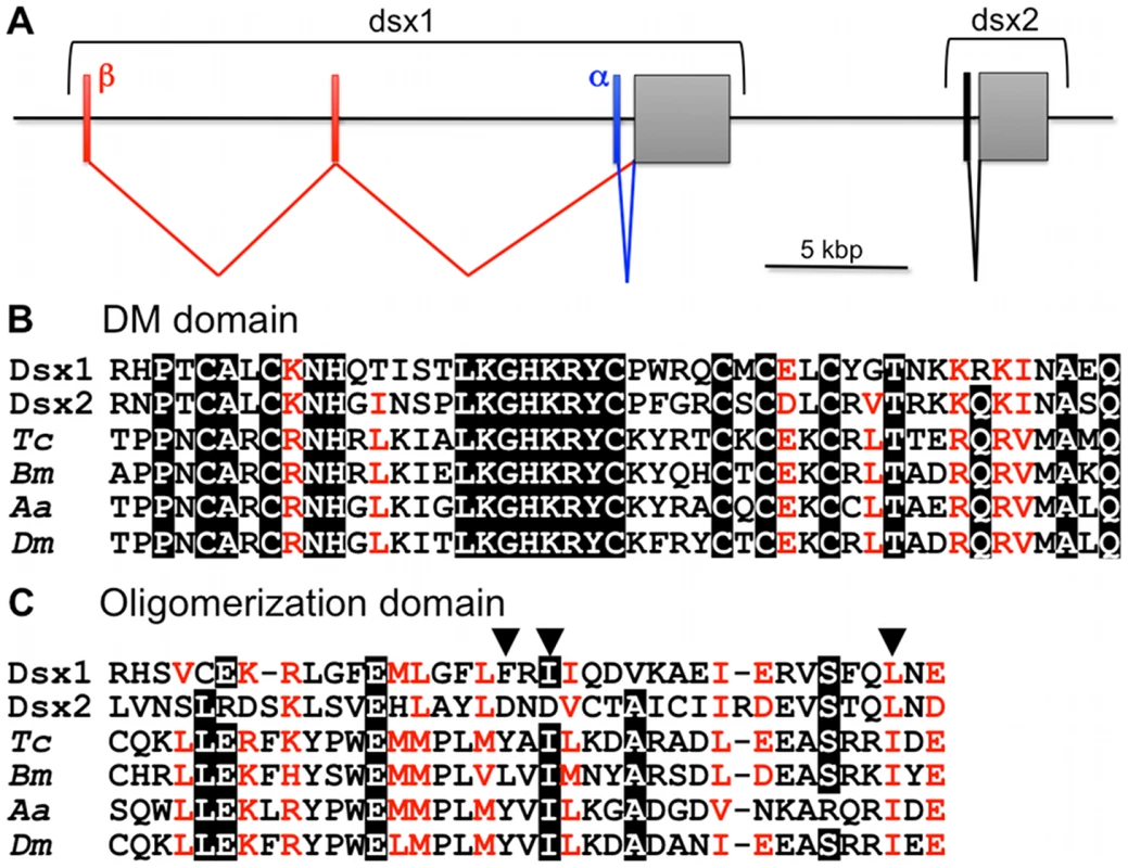 <i>Daphnia Dsx</i> genes.