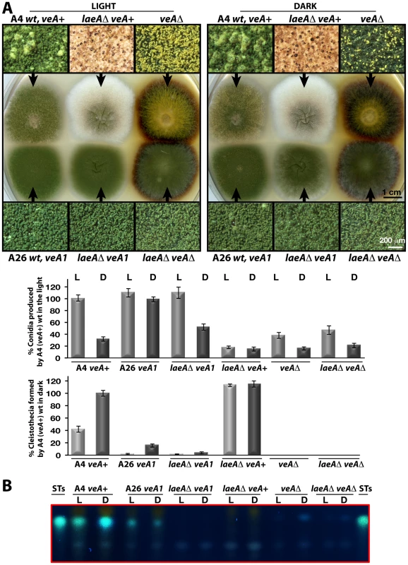 LaeA-VeA as regulators of development and secondary metabolism.