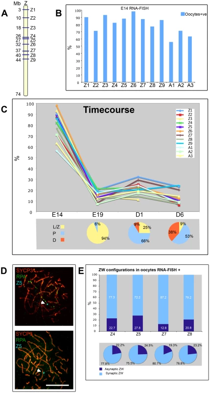 A global downregulation of transcription occurs at leptotene-zygotene and is maintained into pachytene and early diplotene.