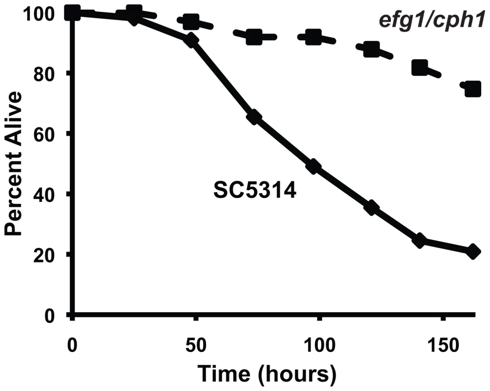 A <i>C. albicans</i> double mutant strain that is attenuated for pathogenicity in mammals is also unable to efficiently kill <i>C. elegans</i>.