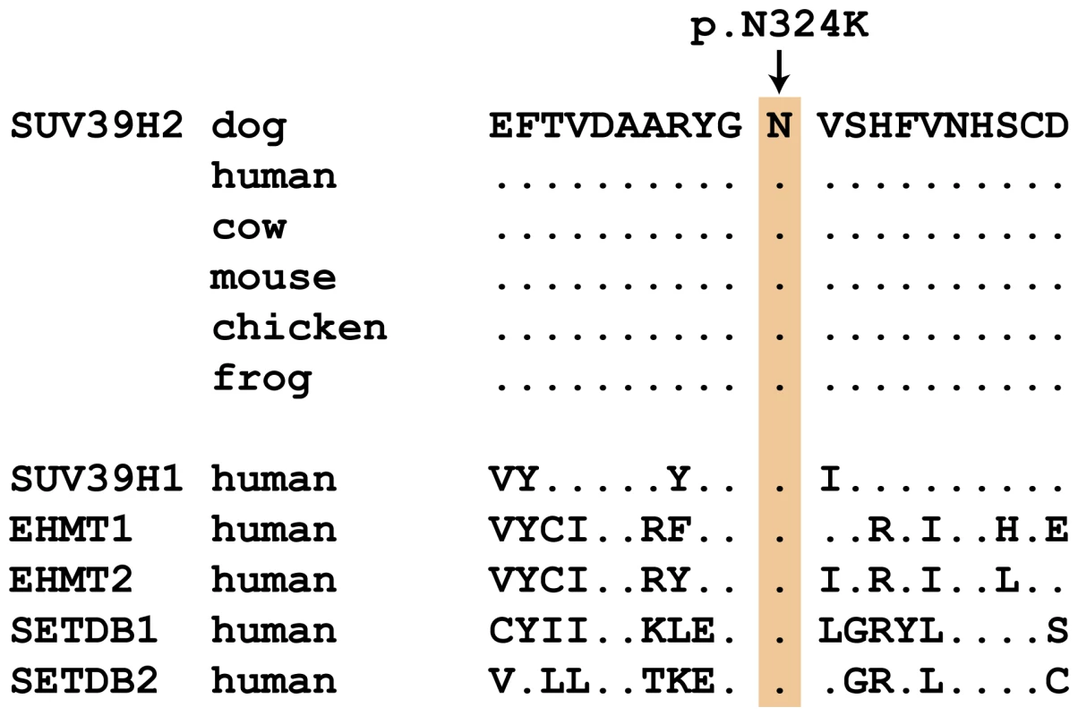 Evolutionary conservation of the asparagine residue at position 324 in the SUV39H2 protein.