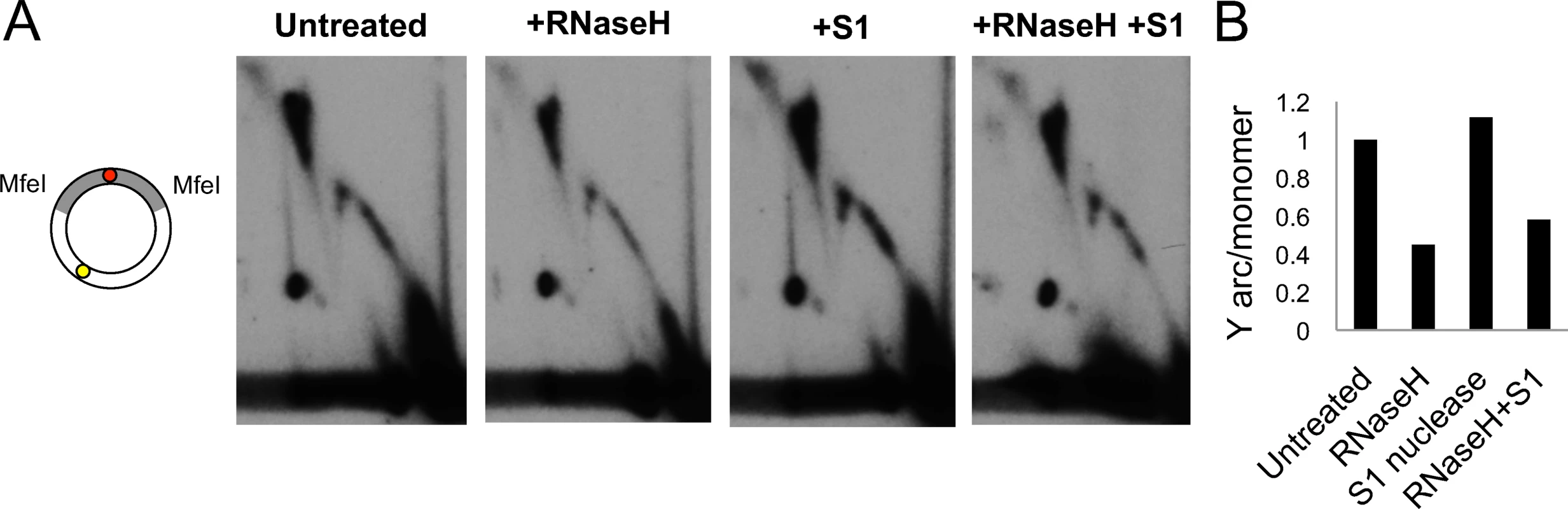 Advancing forks are engaged in strand-synchronous replication.