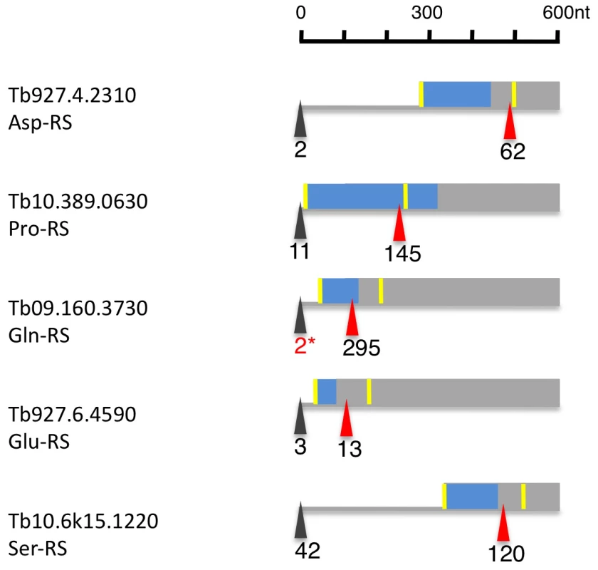 Alternatively spliced aminoacyl tRNA synthetase mRNAs (AARS).