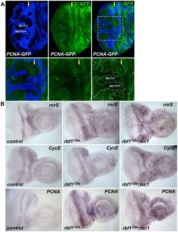 Transcription of dE2F1 target genes is activated in <i>tsc1</i> mutant cells.