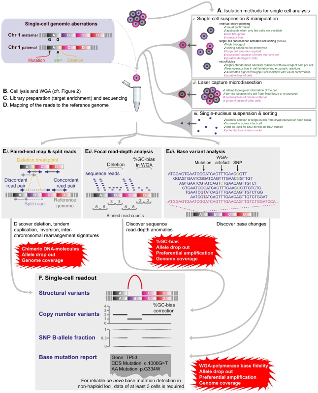 Detection of various classes of genetic variation using single-cell WGA-NGS approaches.