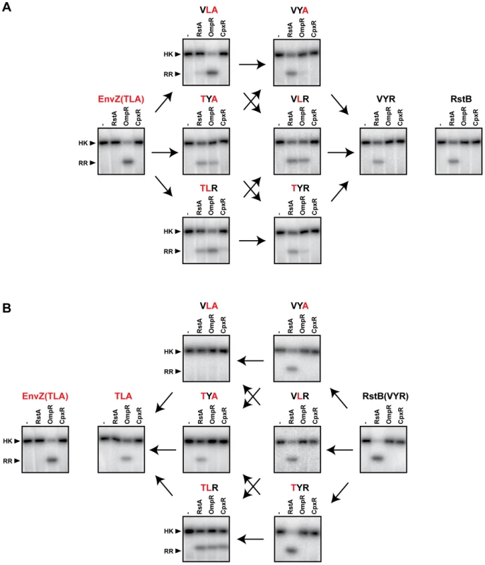 Converting the phosphotransfer specificity of EnvZ to match RstB and vice versa.