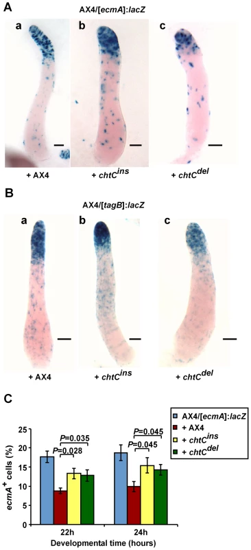 The <i>chtC</i> mutants affect prestalk development of AX4 in chimerae.