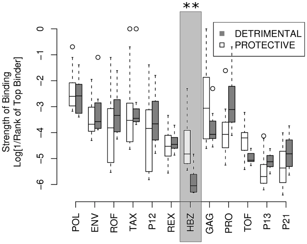 The strength of binding of protective alleles (A*0201 and Cw*0801) and detrimental allele (B*5401) across the 12 HTLV-1 proteins.