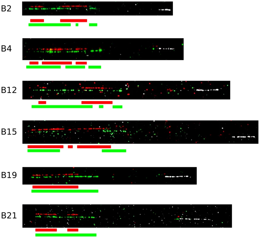 The BG regions of six haplotypes are located in the same orientation from the BF-BL region, but vary in size and composition, as assessed by fibre-FISH using probes corresponding to the cosmids cG43 from BG cluster V (red), cG24 from BG cluster VI (green) and c4.5 from BF-BL cluster I (white).