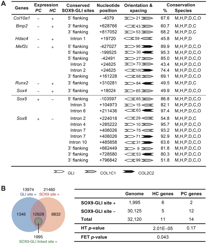 Differential presence of SOX9-GLI sites in proliferating and hypertrophic phase-specific genes.