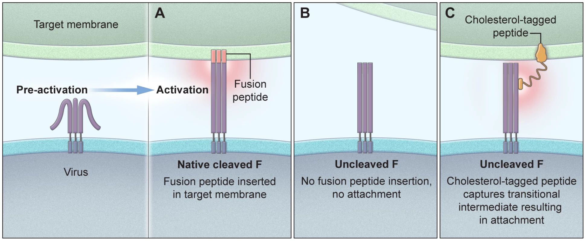 Schematic illustration of the proposed mechanism of cholesterol-tagged peptides.