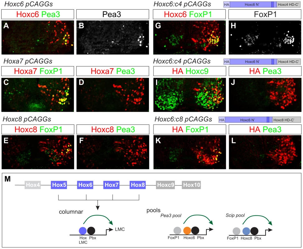 Effects of native and chimeric Hox proteins on columnar and pool specification.
