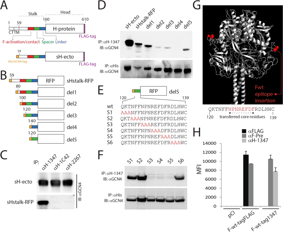 mAb αH-1347 epitope mapping.