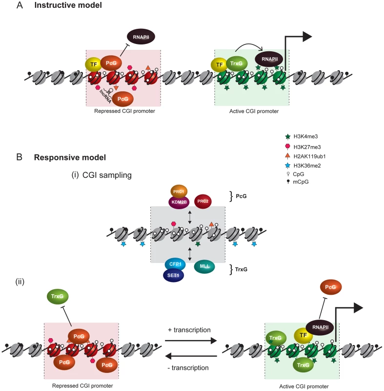 Comparison of instructive and responsive models for recruitment of PcG complexes to CpG islands at target gene promoters.