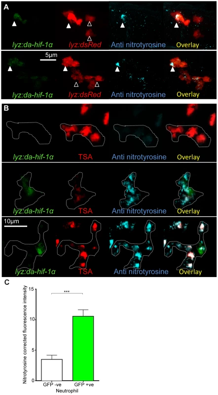 Neutrophil-specific stabilization of Hif-1α causes increased neutrophil nitrosylation.