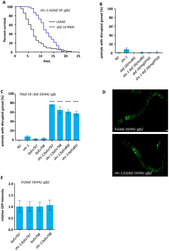 Active DAF-16 derogates integrity of the gonadal basement membrane.