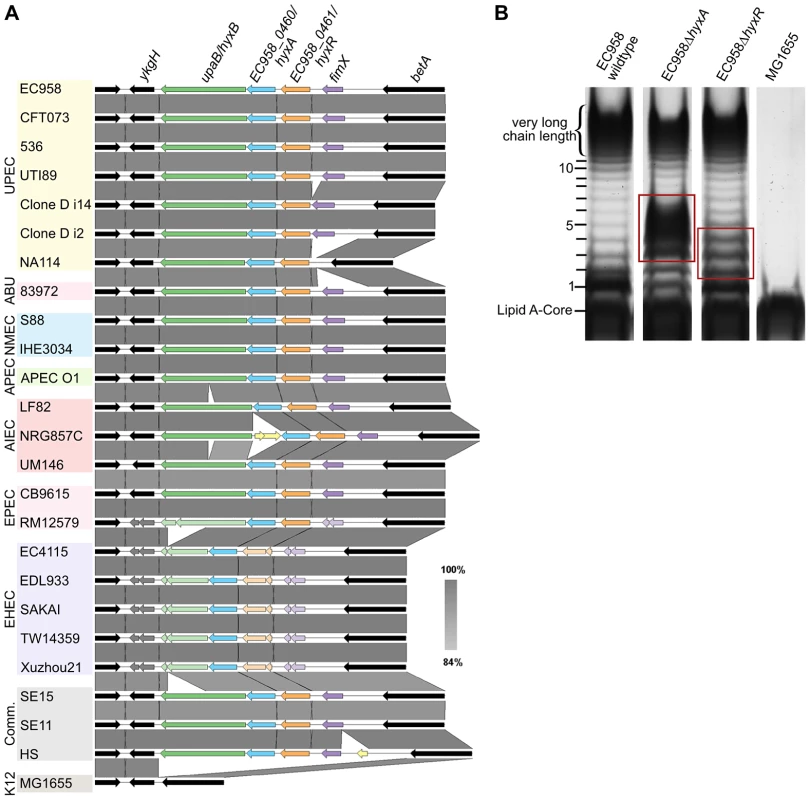 Genetic context of the <i>hyxA</i> and <i>hyxR</i> genes and their role in O-antigen synthesis.