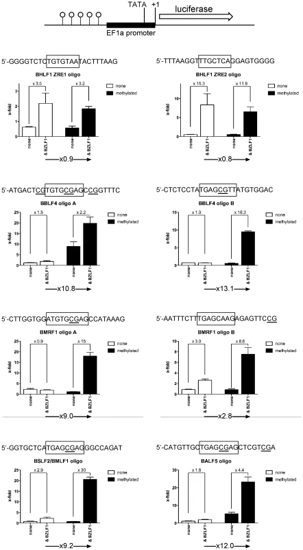 Functional identification of single ZREs and meZREs.