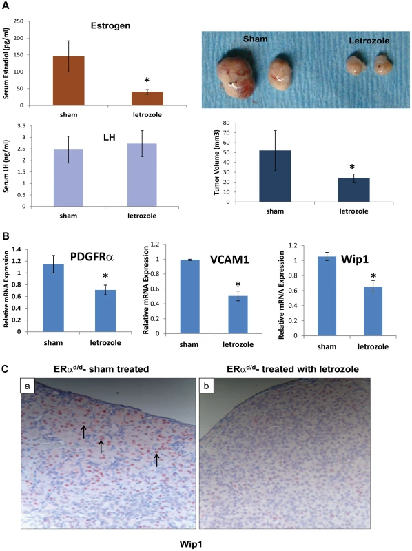ERα<sup>d/d</sup> ovarian tumor growth is inhibited by P450 aromatase inhibitor.