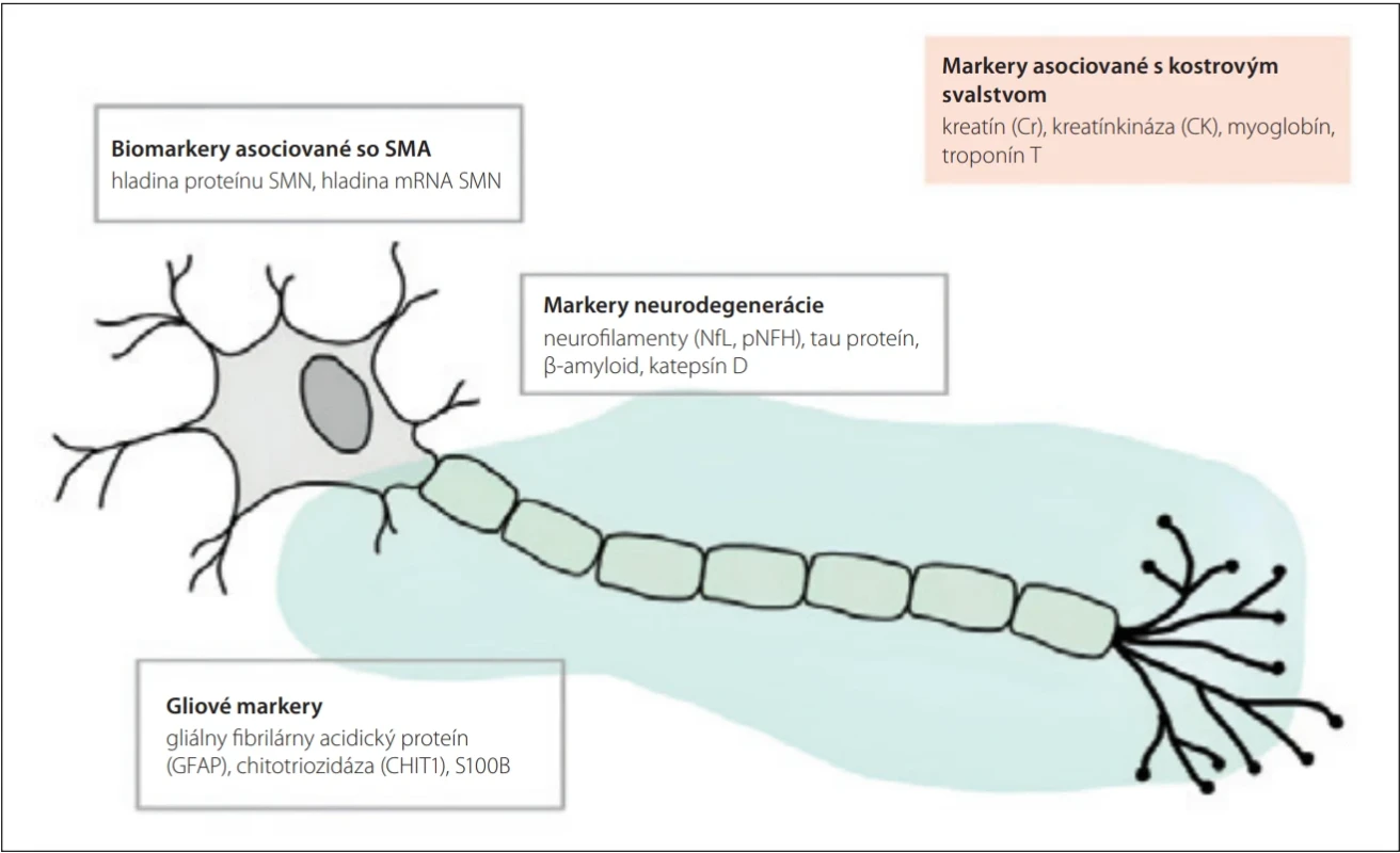 Potenciálne molekulárne biomarkery v manažmente pacientov so spinálnou muskulárnou atrofi ou. Upravené podľa [10]. Fig. 2. Potential molecular biomarkers in the management of patients with spinal muscular atrophy. Adapted from [10].