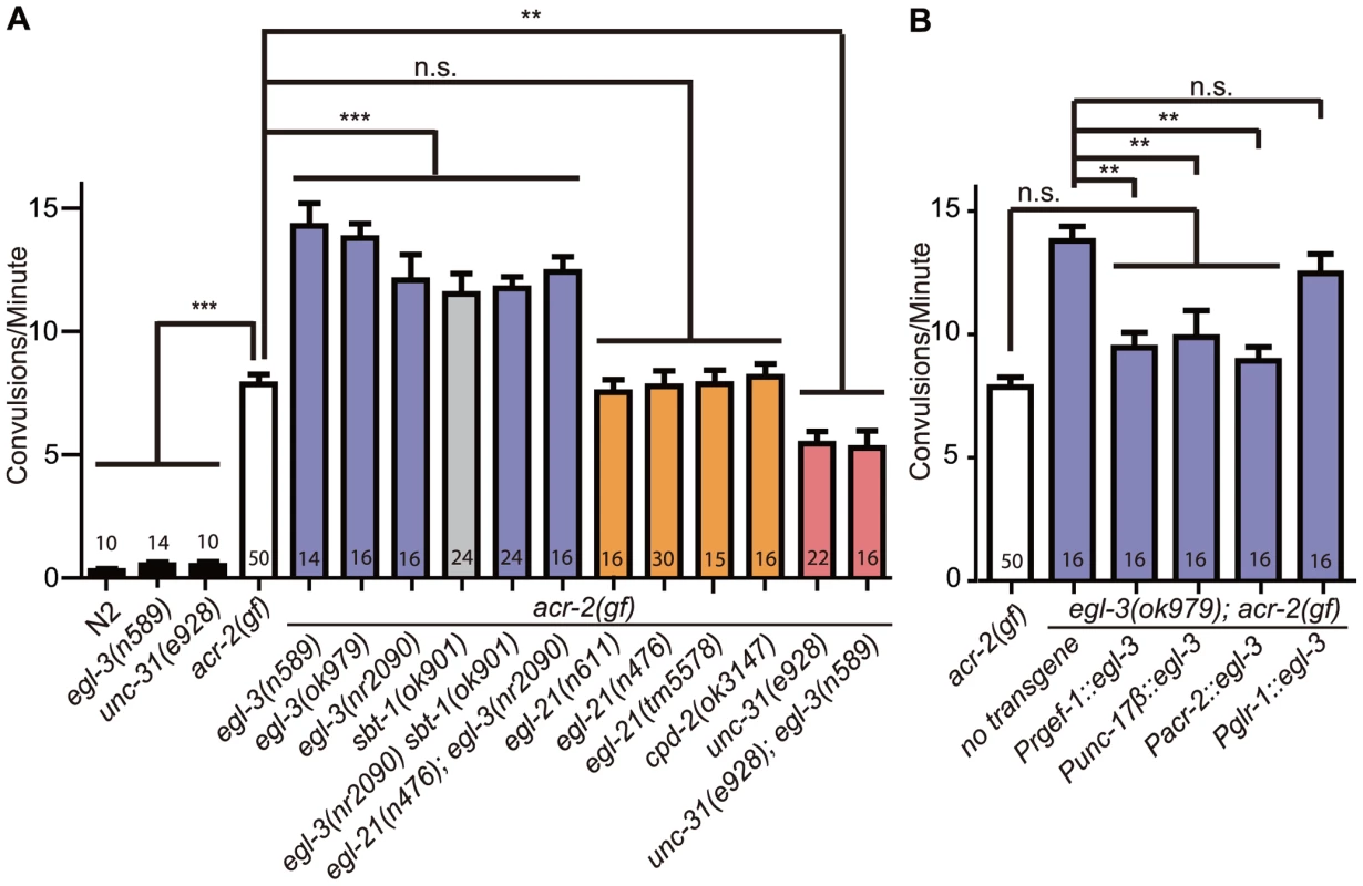 Neuropeptide processing and release pathway regulate <i>acr-2(gf)</i> convulsions.
