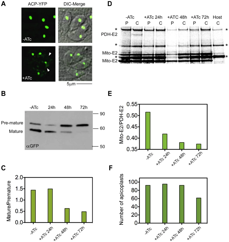 Loss of PPP1 results in apicoplast protein import defect.