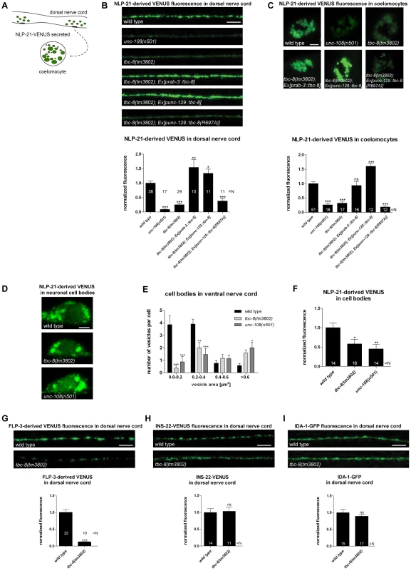 <i>tbc-8(tm3802)</i> mutant shows defects in DCV maturation.
