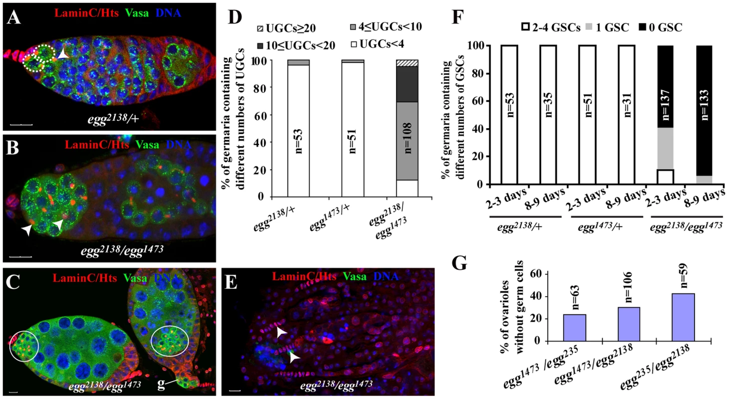 <i>egg</i> is required for GSC maintenance and germ cell differentiation.