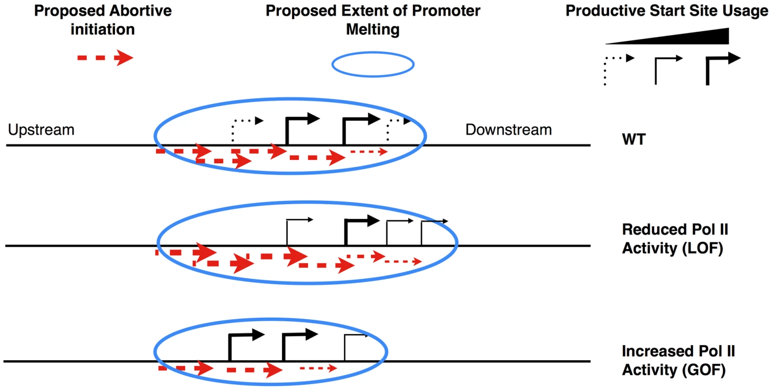 Model for transcription-assisted start site scanning through abortive initiation.