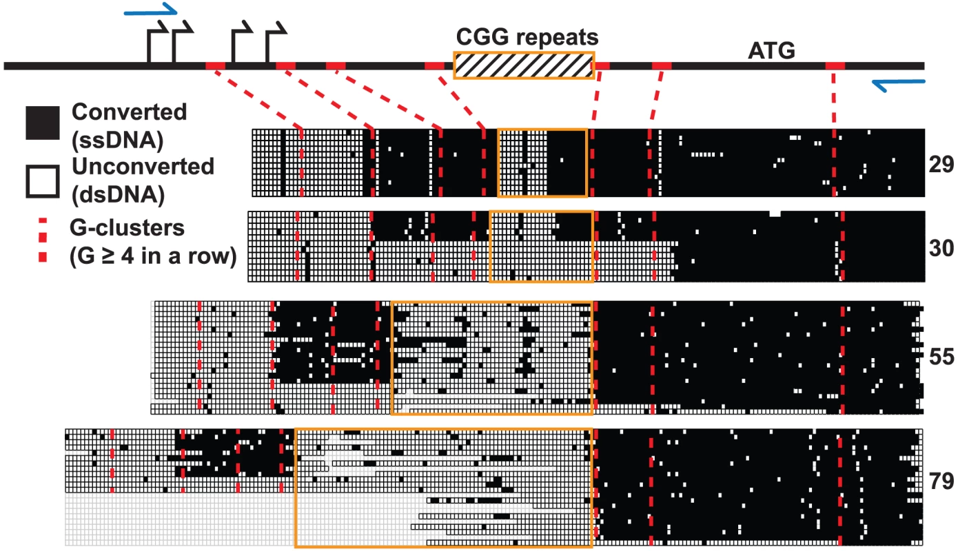 Non-denaturing bisulfite footprinting of the displaced DNA strand of the <i>FMR1</i> R-loop.