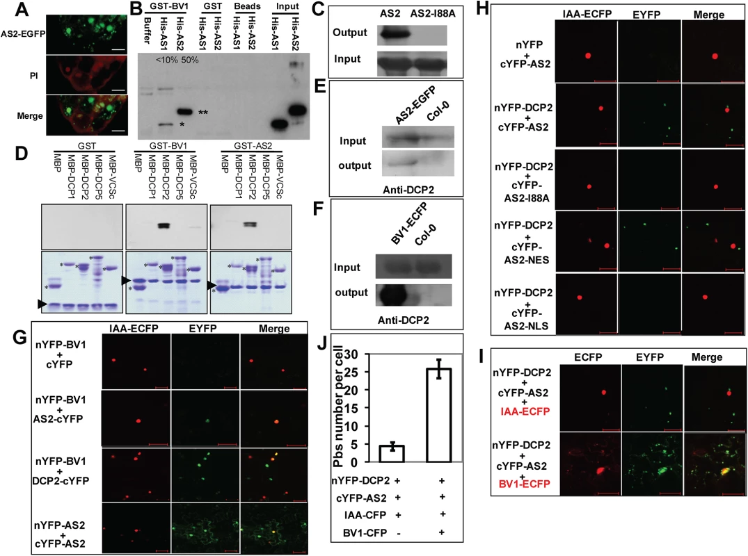 BV1 interacts with AS2 and DCP2