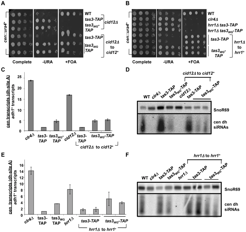 <i>cid12<sup>+</sup></i> and <i>hrr1<sup>+</sup></i> RDRC components are not required to initiate silencing of centromeric heterochromatin.