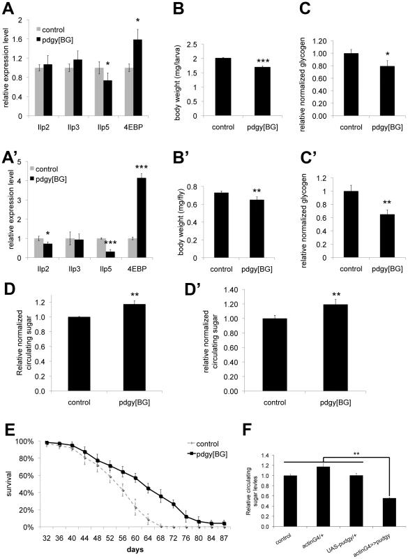 Pudgy mutants have reduced insulin signaling and carbohydrate metabolism defects.