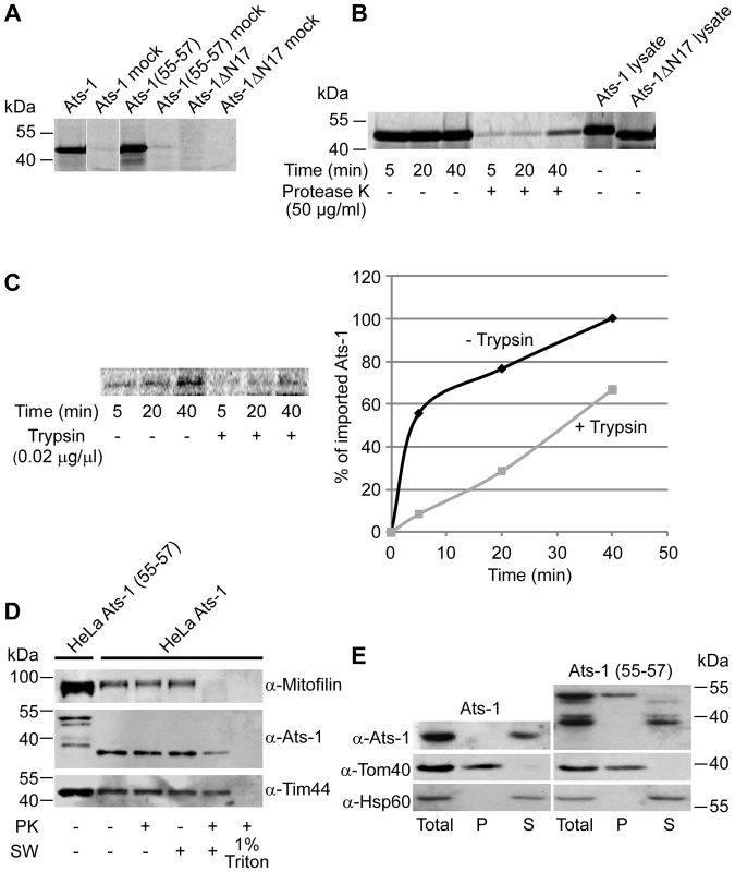 Analysis of the import and sub-mitochondrial localization of Ats-1.