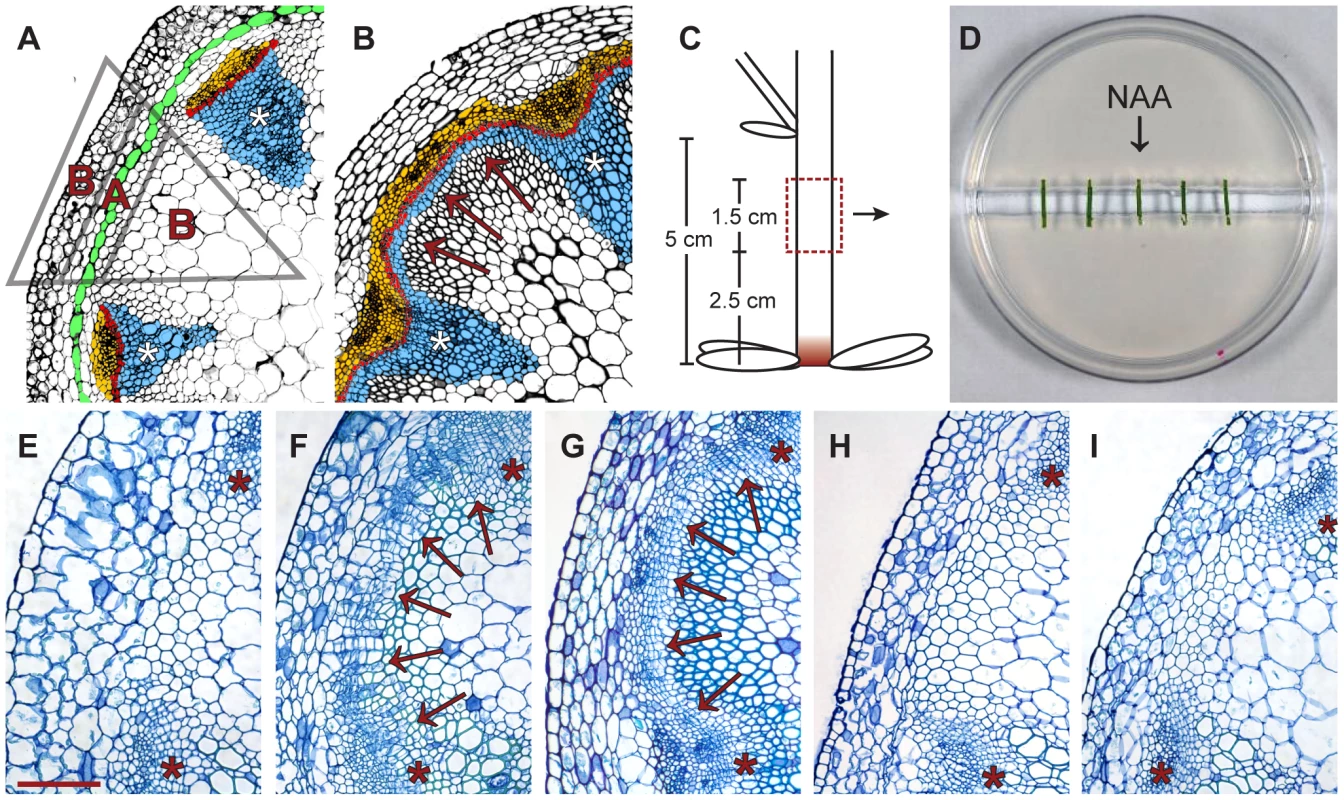 <i>In vitro</i>-induction of secondary growth (CIS–incubation).