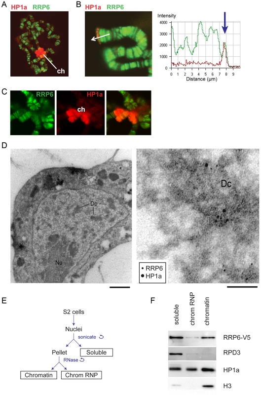 RRP6 is associated with heterochromatin <i>in vivo</i>.