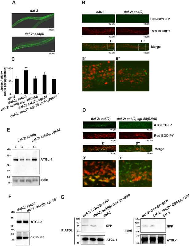 CGI-58 interacts with ATGL-1 and tethers it to the lipid droplets.