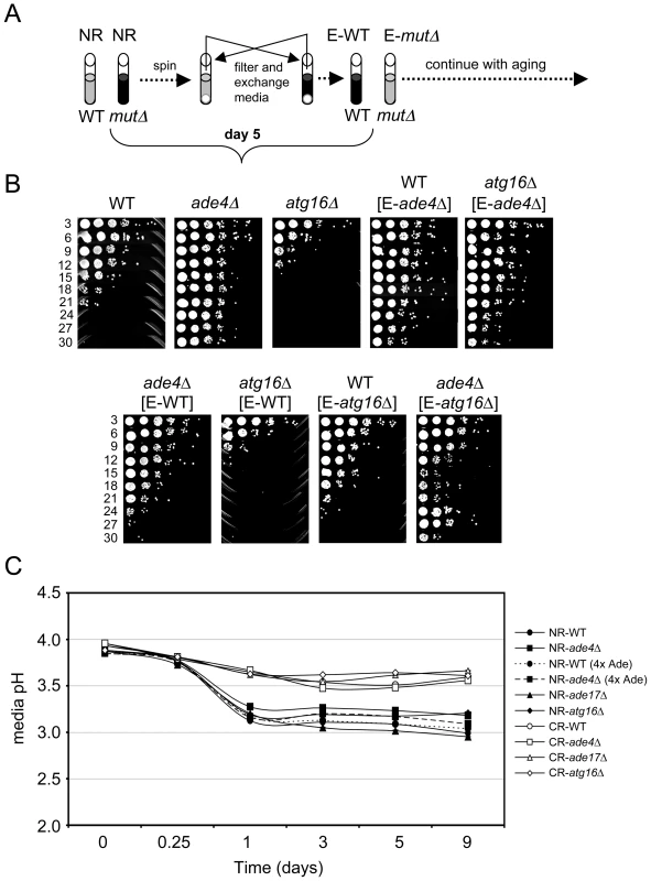 Cell-extrinsic effects of the <i>atg16</i>Δ and <i>ade4</i>Δ mutants on CLS.