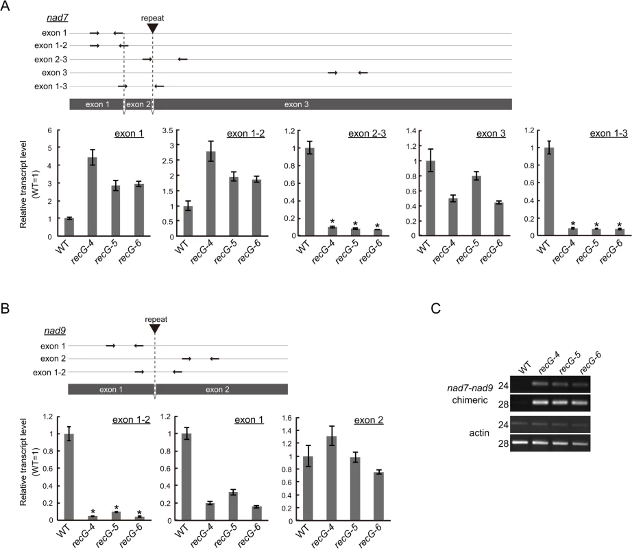 Mitochondrial transcripts in <i>RECG</i> KO plants.