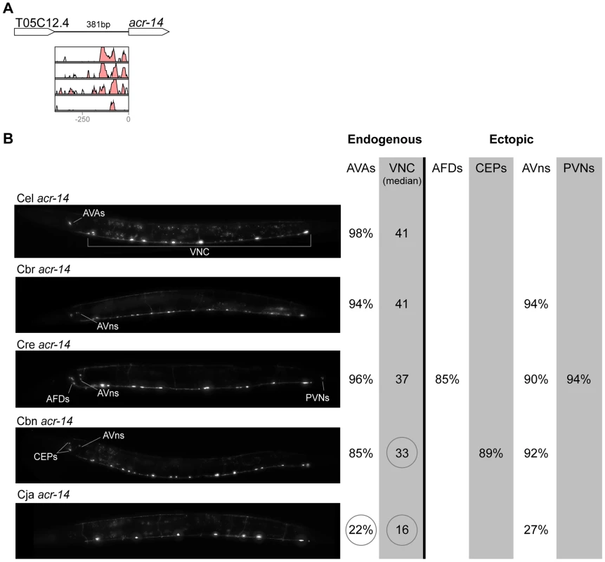 Functional conservation and divergence of <i>acr-14</i> regulation.