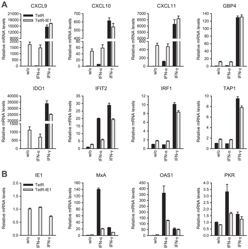 IE1 induces an IFN-γ-like transcriptional response.