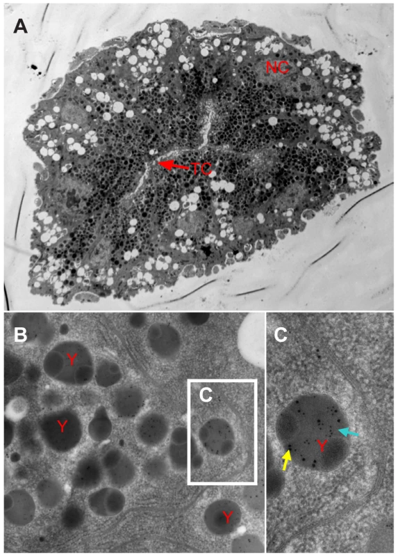 Immunoelectron micrographs showing distribution of RSV and vitellogenin in the germarium.