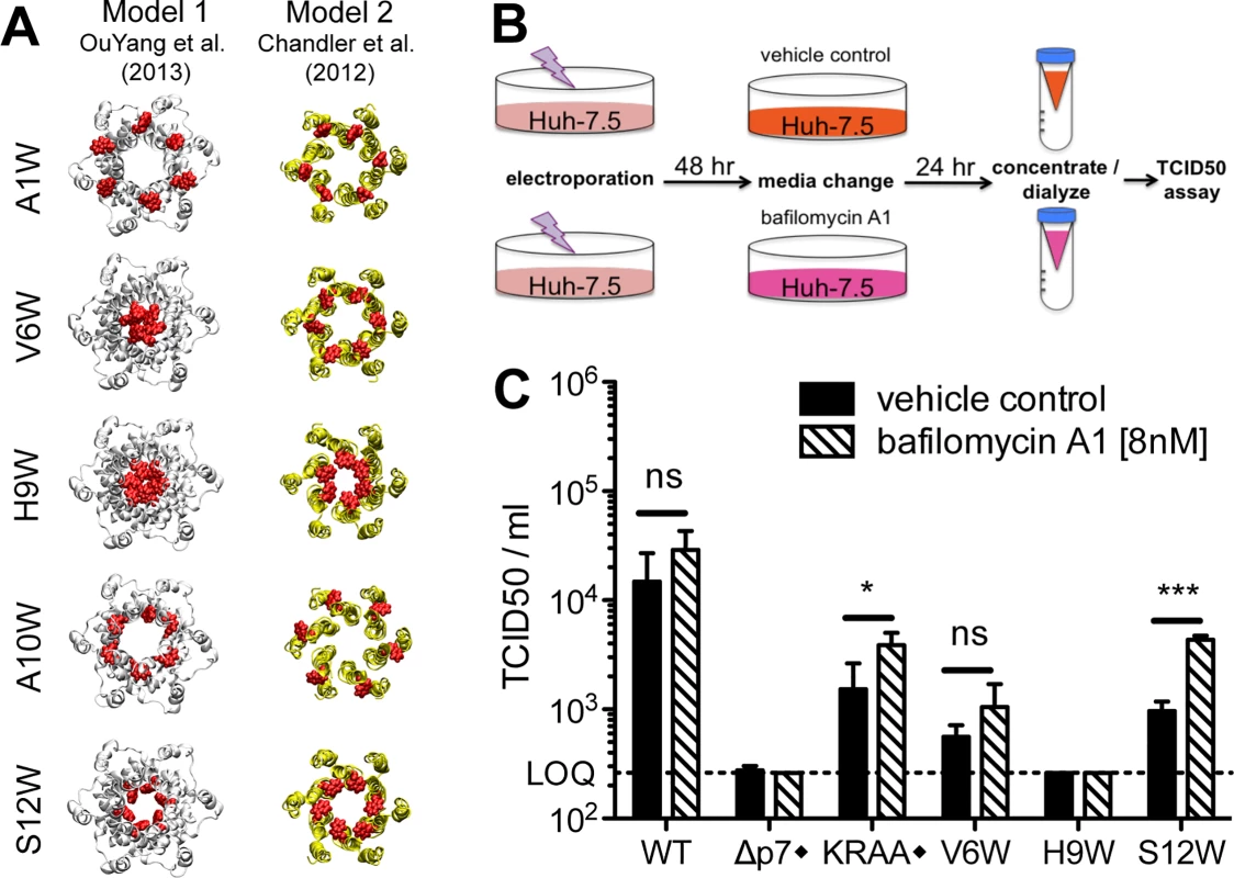 Identification of putative ion channel defective mutants by homology modeling and bafilomycin A1 rescue.