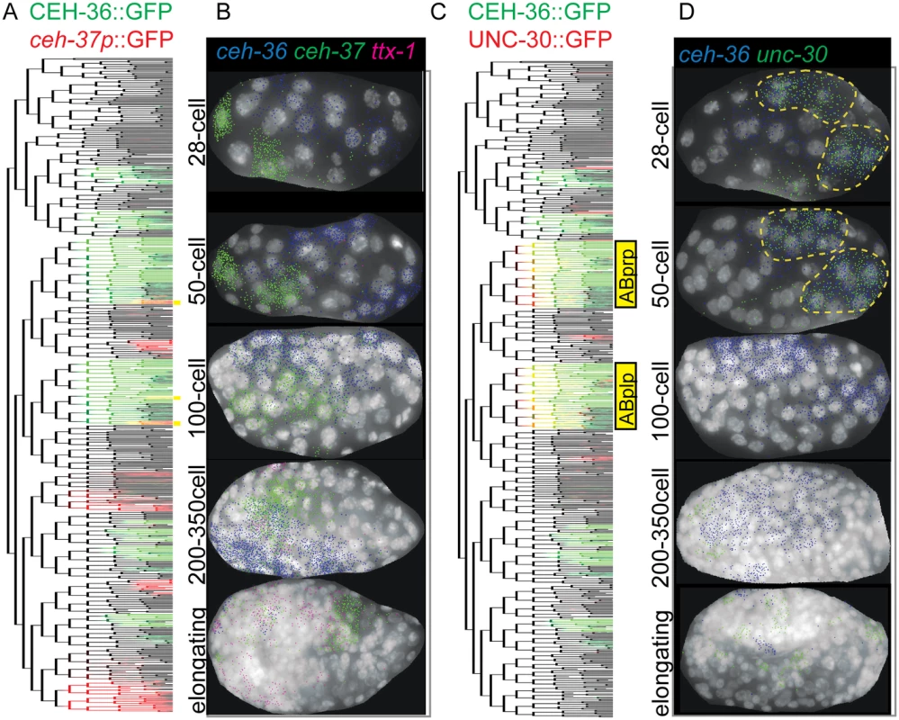 Embryonic coexpression patterns of <i>C</i>. <i>elegans</i> OTX and PITX factors.