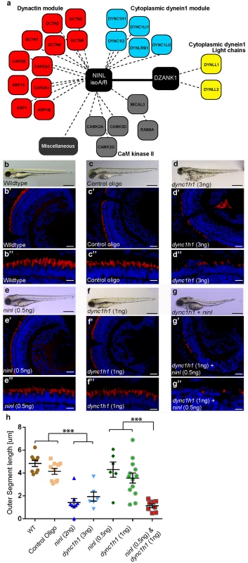 NINL and DZANK1 associate specifically with complementary subunits of the cytoplasmic dynein 1 motor complex.