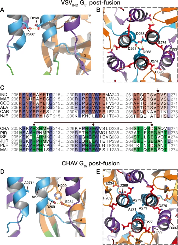pH sensitive molecular switches in the post-fusion structures of VSV-G<sub>th</sub> and CHAV-G<sub>th</sub>.