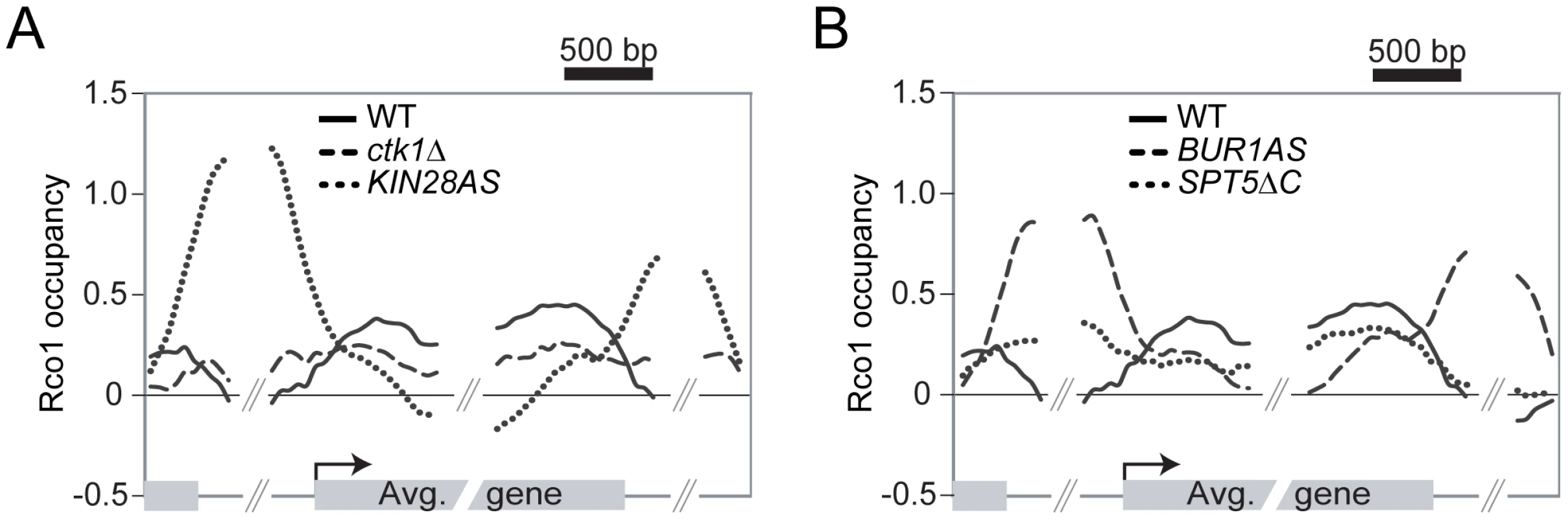 Phosphorylation of the RNAPII and Spt5 CTD are important for the Rpd3S recruitment on genes.