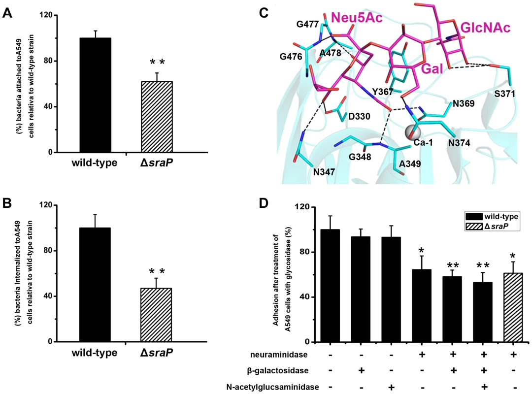 Importance of SraP in bacterial adhesion to and invasion into epithelial cells.