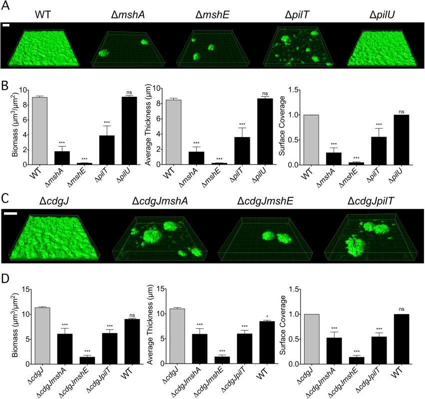 <i>mshA</i>, <i>mshE</i>, and <i>pilT</i> mutants are impaired in biofilm formation.
